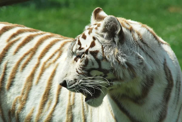 Witte tijger — Stockfoto