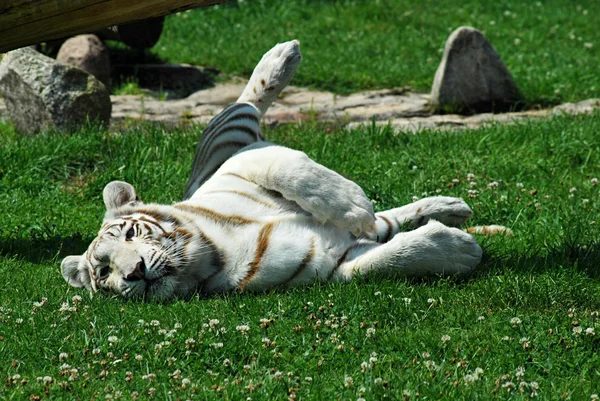 Tigre bianca Foto Stock Royalty Free