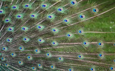 Tavus kuşu tüyü kuyruk doku