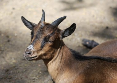 Keçi güneş ışığında tadını çıkarma