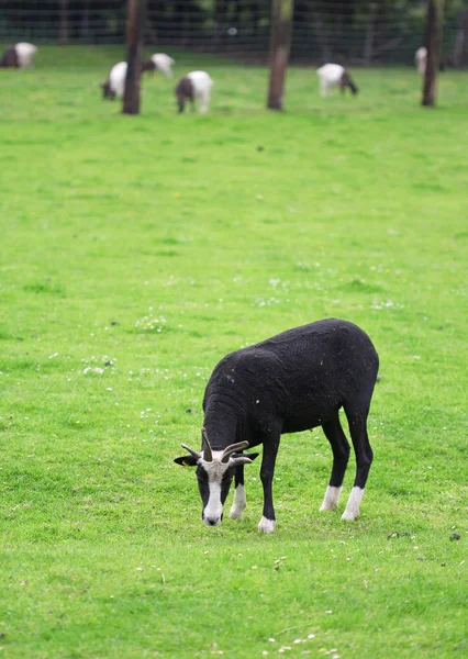 Schwarze und weiße Schafe stehen auf der grünen Wiese — Stockfoto