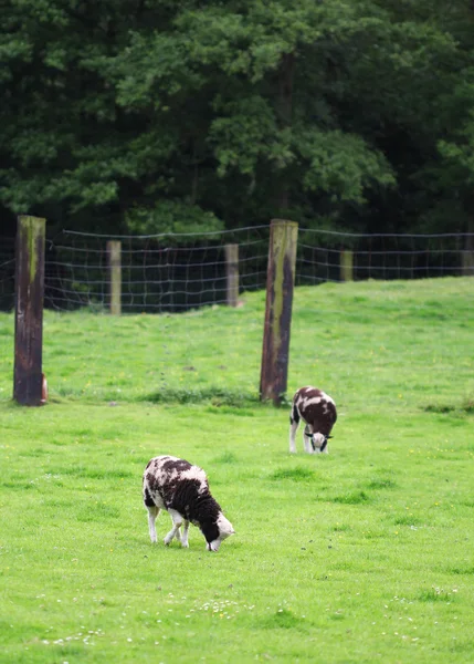 Moutons noirs et blancs debout sur le champ vert — Photo