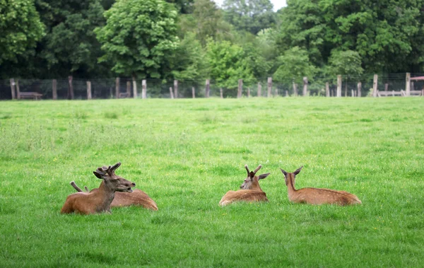 Four roe deers sitting in the green field — Stock Photo, Image