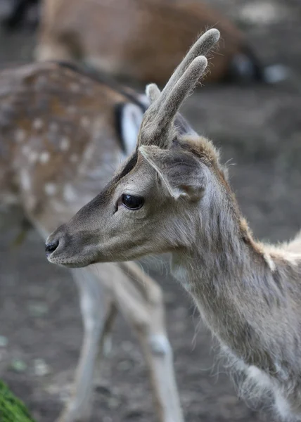 Le mignon chevreuil gros plan portrait — Photo