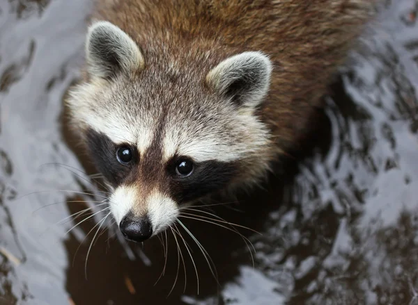 El lindo mapache esponjoso de cerca retrato — Foto de Stock