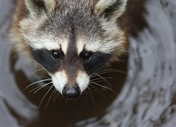 かわいいふわふわのアライグマをクローズ アップの肖像画 — ストック写真