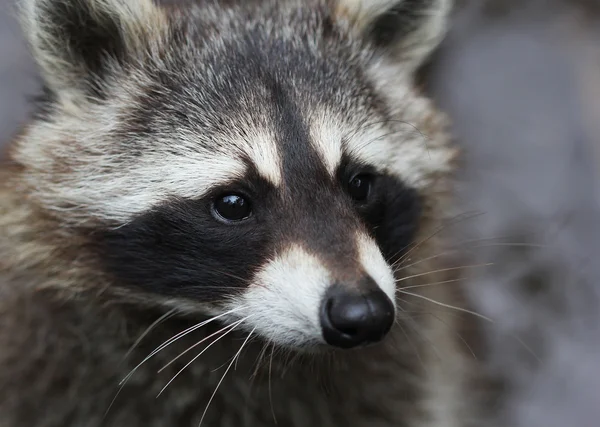 Der niedliche flauschige Waschbär Nahaufnahme Porträt — Stockfoto