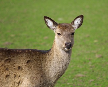 Şirin kahverengimsi Karaca portre