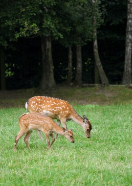 Şirin kahverengi Karaca geyikler yeşil çim sakin ol.