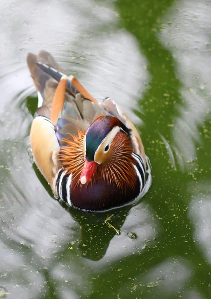 De kleurrijke mandarina duck zwemmen in het meer — Stockfoto