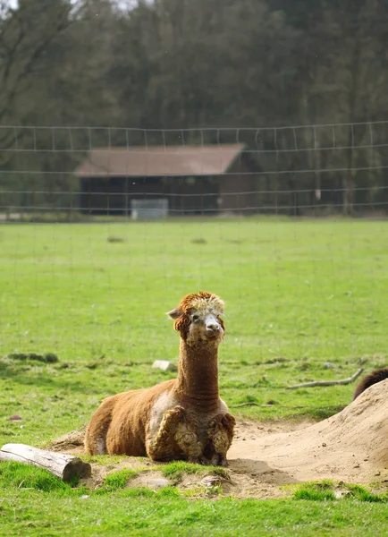 O lama marrom bonito que coloca no campo verde — Fotografia de Stock