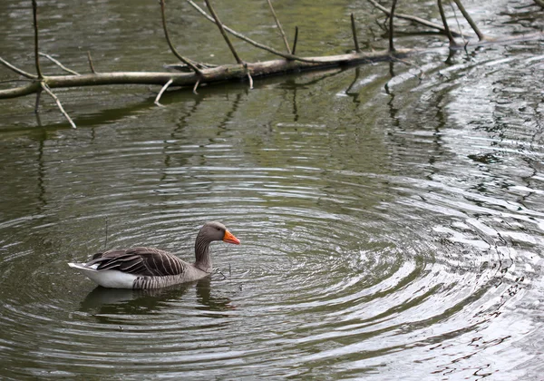 O pato cinzento nadando no lago — Fotografia de Stock