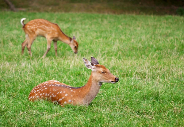 The cute brown roe deers relax in the green grass — Stock Photo, Image