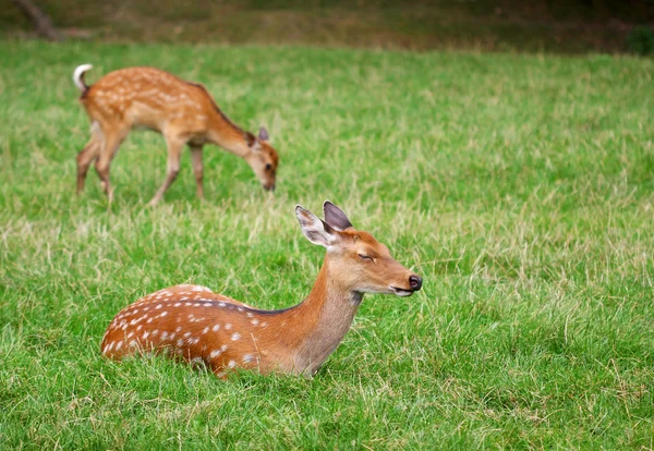 Les mignons chevreuils bruns se détendent dans l'herbe verte — Photo