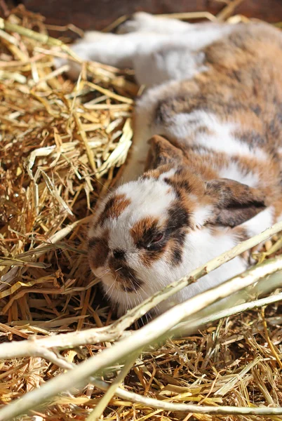 El pequeño conejo colorido que duerme en la hierba seca — Foto de Stock