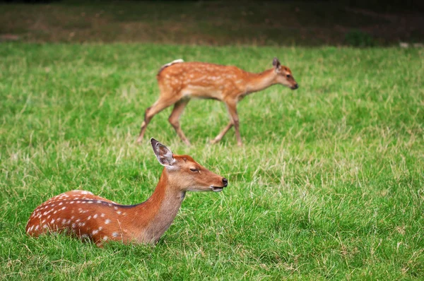 Die niedlichen braunen Rehe entspannen sich im grünen Gras — Stockfoto