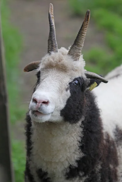 A ovelha branca e preta fechar-se retrato — Fotografia de Stock