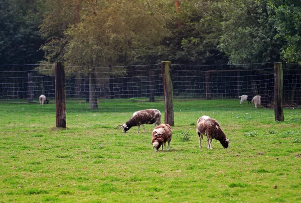 Les moutons blancs et noirs debout dans le champ vert — Photo