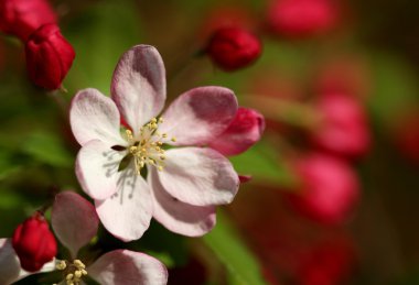Kiraz çiçeği çiçek makro çekim