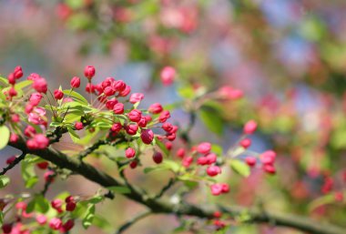Parlak mavi gökyüzünde kiraz çiçeği