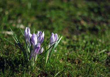 Güneş makro çekim ilk bitkisi çiçeği