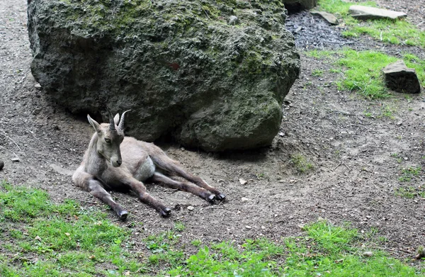 O ibex que põe na pedra grande — Fotografia de Stock