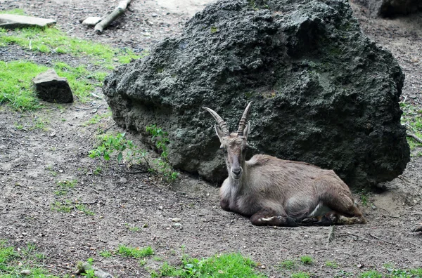 O ibex que põe na pedra grande — Fotografia de Stock