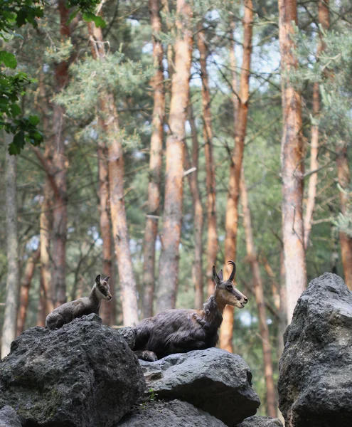 Zwei Gämsen, die auf den Steinen im Wald liegen — Stockfoto