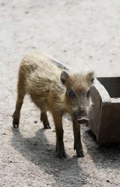 El pequeño jabalí bebé de pie sobre la arena — Foto de Stock