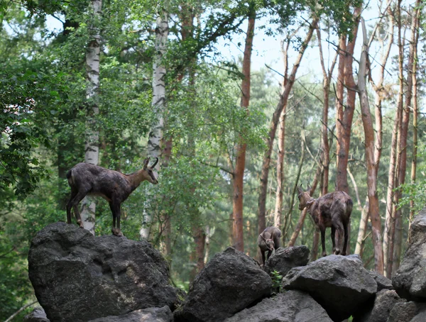 Drei Gämsen auf den Steinen im Wald — Stockfoto