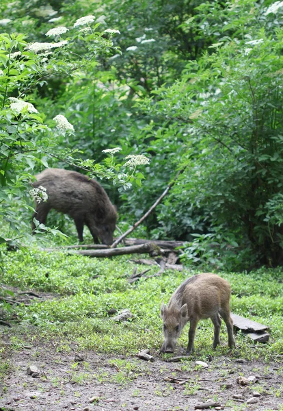 Wildschweine stehen im Wald — Stockfoto