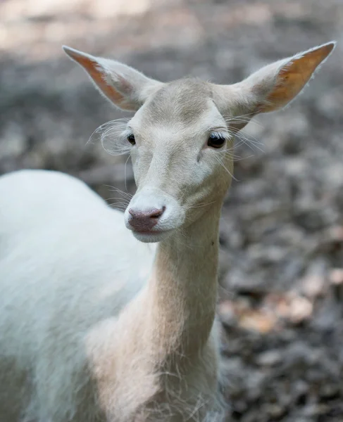 Mignon cerf blanc rouge gros plan portrait — Photo