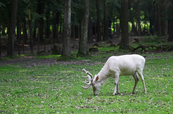 Weiße Rothirsche fressen das Gras im Wald — Stockfoto