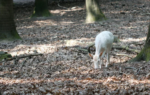 Witte edelhert op zoek naar het voedsel in het forest — Stockfoto