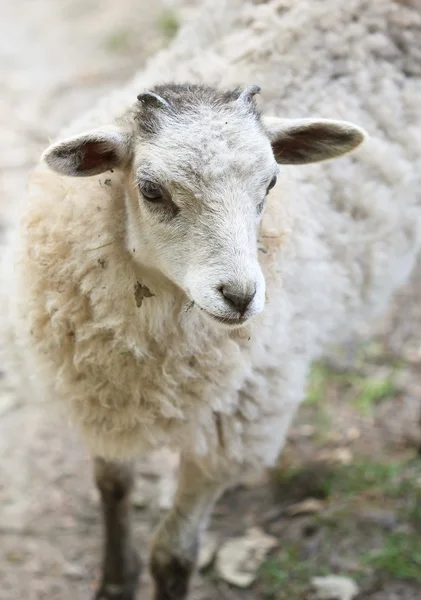 Blanc pelucheux bébé mouton gros plan portrait — Photo