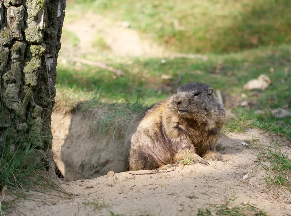 Alpine marmot standing on the sand — Stock Photo, Image