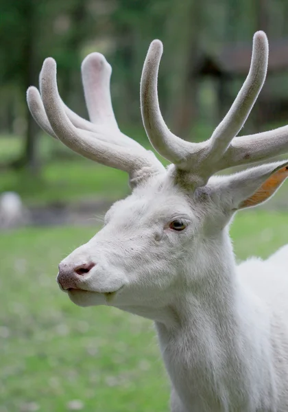 Maschio bianco rosso cervo close up ritratto — Foto Stock