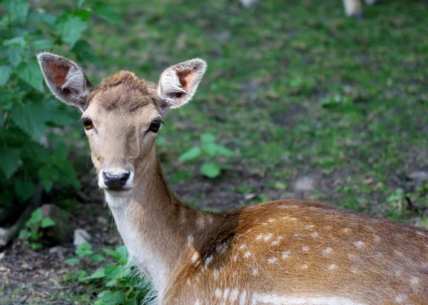 Jeune chevreuil étendu sur l'herbe — Photo