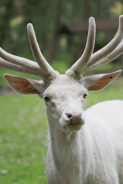 Cerf blanc mâle portrait rapproché — Photo