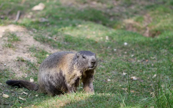 Marmota alpina de pie en la hierba verde — Foto de Stock