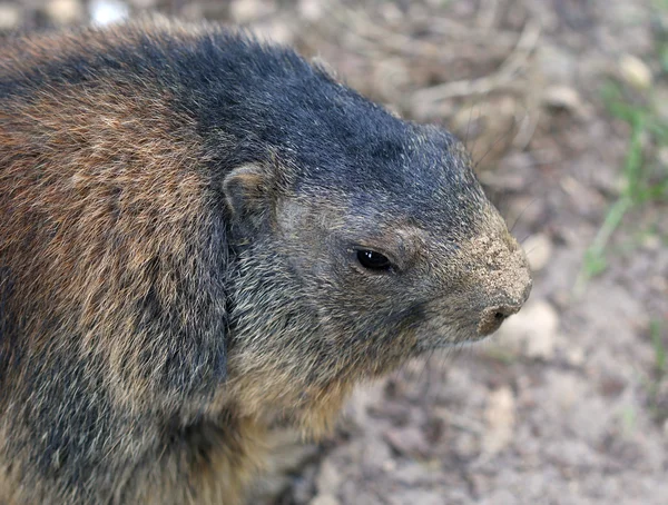 Marmota alpina close up retrato — Fotografia de Stock