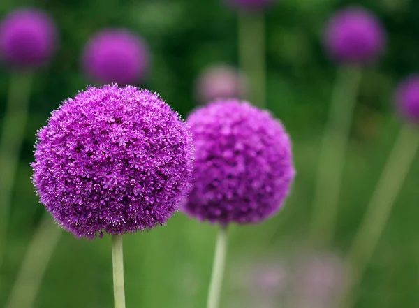 Couple of the allium purple flowers growing in the garden — Stock Photo, Image