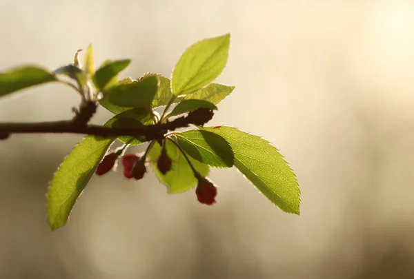 The bough of the cherry tree with flowers in the sunset light — Stock Photo, Image