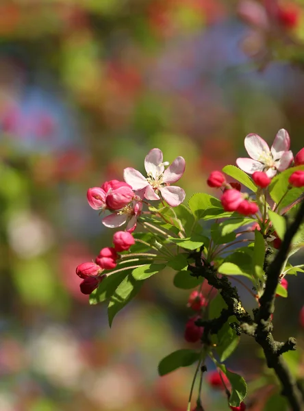 I fiori di ciliegio in primavera raggio di sole macro shot Foto Stock Royalty Free