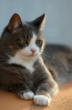 Beyaz ve gri kedi döşeme ve günbatımı zaman rahatlatıcı