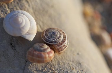Döşeme vurdu taş makro salyangoz kabukları