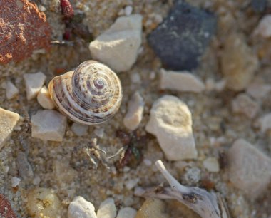 Döşeme vurdu taş makro salyangoz kabukları