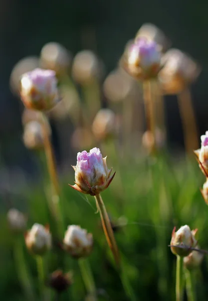 Thrift flowers growing under the sunset light — Stock Photo, Image