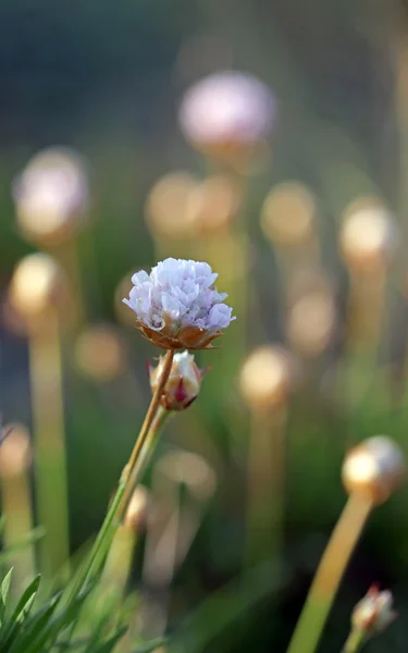 Thrift flowers growing under the sunset light — Stock Photo, Image