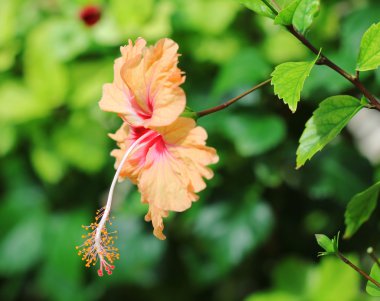 Parlak hibiscus çiçek makro çekim